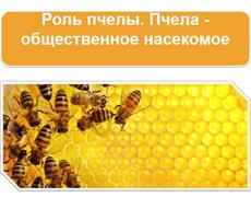 Презентация: Роль пчелы