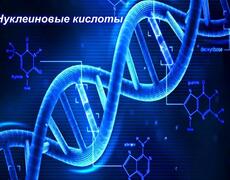 Презентация: Нуклеиновые кислоты