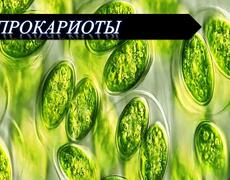 Презентация: Прокариоты