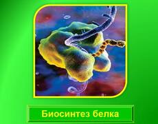 Презентация: Биосинтез белка
