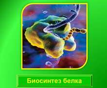 Скачать презентацию: Биосинтез белка
