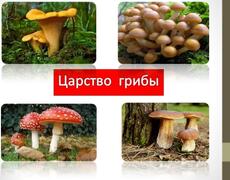Презентация: Царство грибы