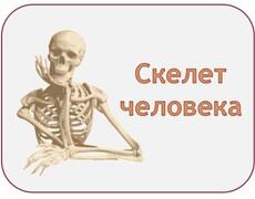 Презентация: Скелет человека