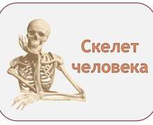 Скачать презентацию: Скелет человека