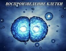 Презентация: Воспроизведение клетки - Мейоз
