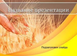 Пшеница