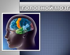 Презентация: Головной мозг человека