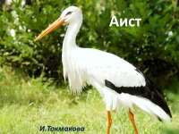 Скачать презентацию: Стих «Аист»