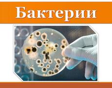 Презентация: Бактерии