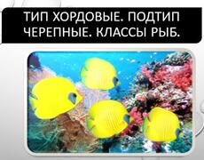 Презентация: Классы рыб