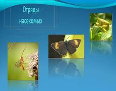 Отряды насекомых Презентация: Отряды насекомых