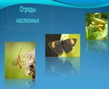 Скачать презентацию: Отряды насекомых