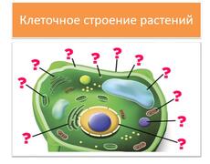 Презентация: Клеточное строение растений