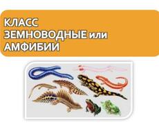 Презентация: Класс Земноводные или Амфибии