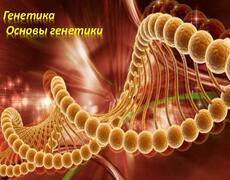 Презентация: Генетика. Основы генетики