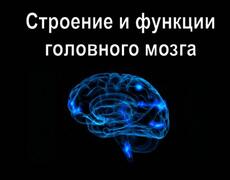 Презентация: Строение и функции головного мозга