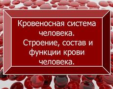 Презентация: Кровеносная система человека. Строение, состав и функции крови.