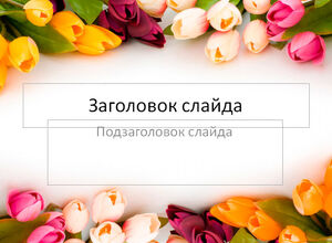 Разноцветные тюльпаны