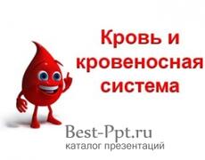 Кровь и кровеносная система Презентация: Кровь и кровеносная система