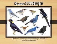 Презентация: Класс Птицы