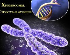 Презентация: Хромосомы. Структура и функции