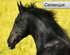 Презентация: Селекция